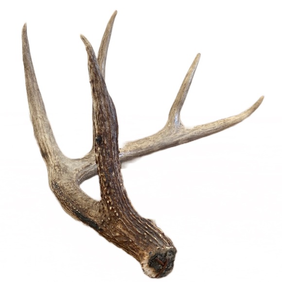 Decorative Antler - Picture 1 of 13